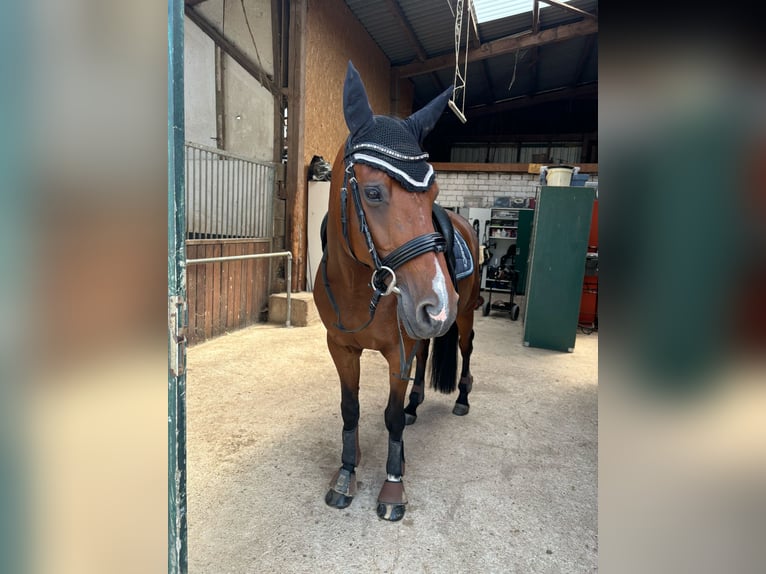 Rheinländer Stute 14 Jahre 163 cm Brauner in Erftstadt