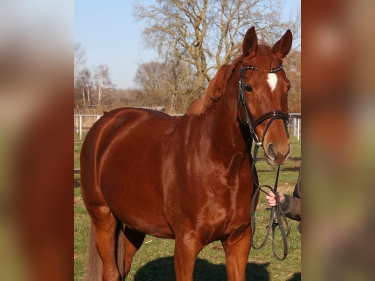 Rheinländer Stute 14 Jahre 164 cm Fuchs in Graben-Neudorf