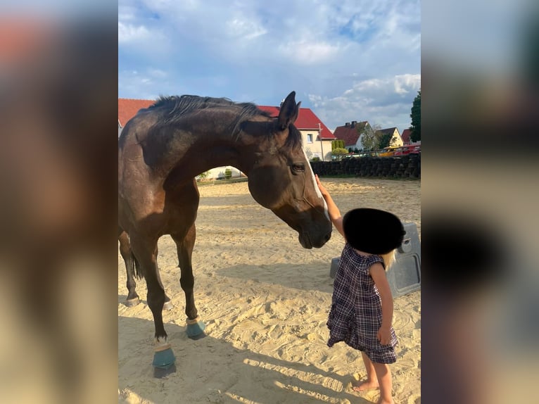 Rheinländer Stute 14 Jahre 165 cm Dunkelbrauner in Bad Arolsen
