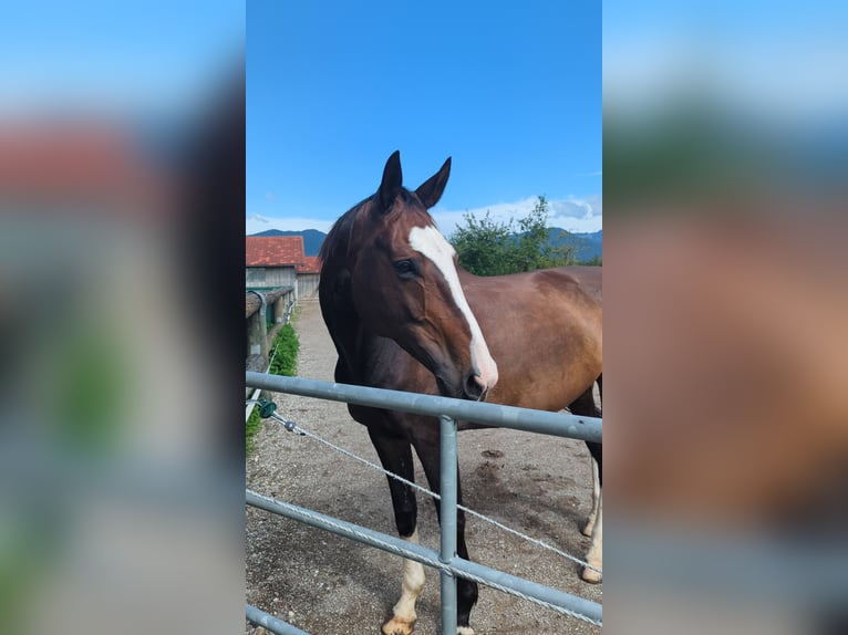 Rheinländer Stute 14 Jahre 166 cm Brauner in Penzberg