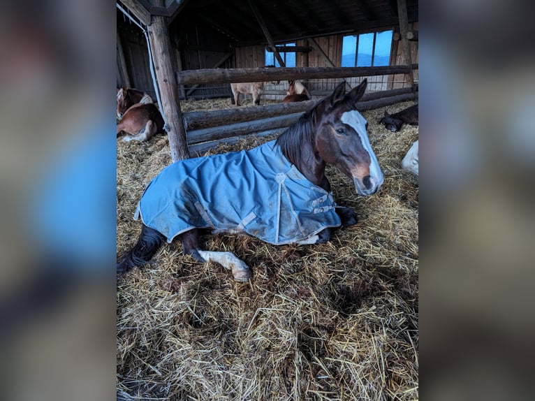Rheinländer Stute 14 Jahre 166 cm Brauner in Penzberg