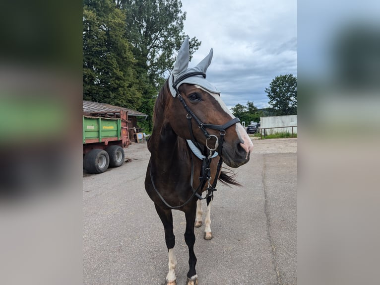 Rheinländer Stute 14 Jahre 166 cm Brauner in Penzberg