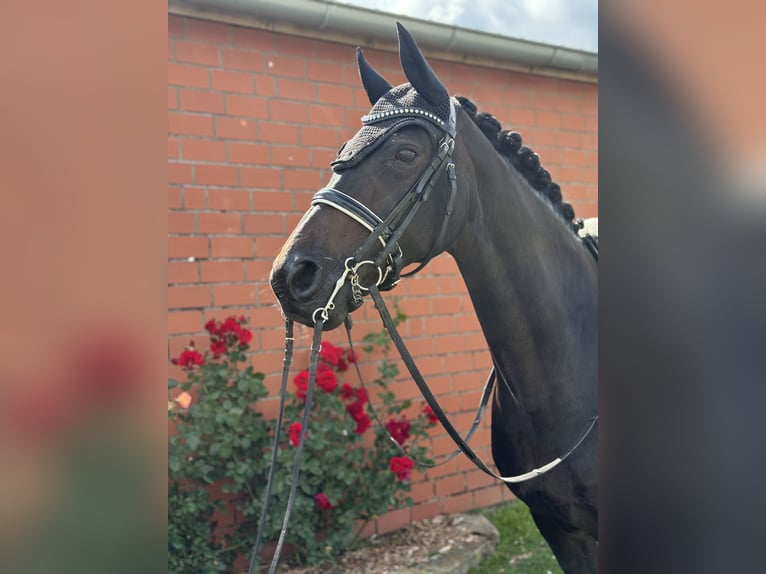 Rheinländer Stute 14 Jahre 166 cm Schwarzbrauner in Rodenberg