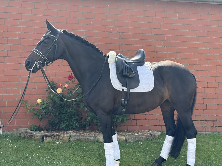 Rheinländer Stute 14 Jahre 166 cm Schwarzbrauner in Rodenberg