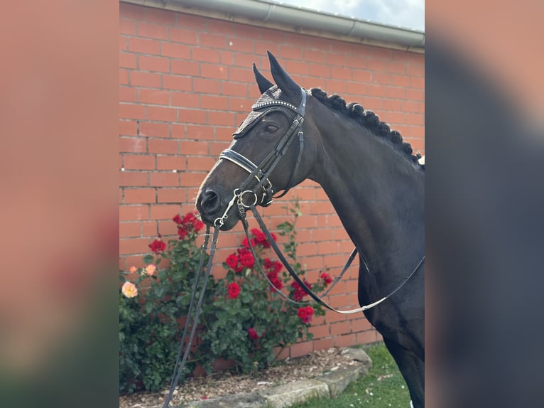 Rheinländer Stute 14 Jahre 166 cm Schwarzbrauner in Rodenberg
