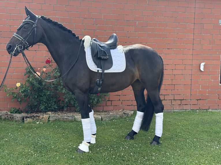 Rheinländer Stute 14 Jahre 166 cm Schwarzbrauner in Rodenberg