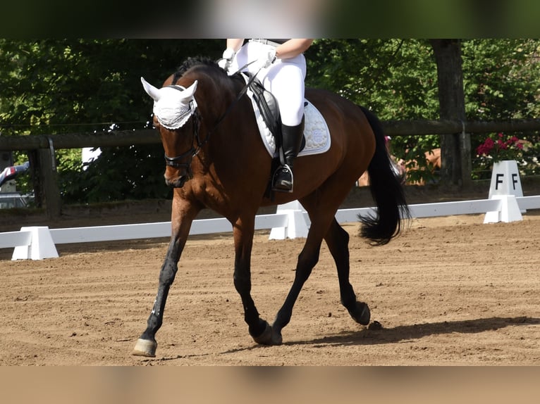 Rheinländer Stute 14 Jahre 167 cm Brauner in Porta Westfalica