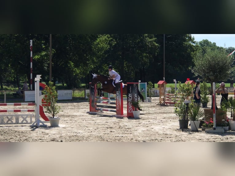 Rheinländer Stute 14 Jahre 167 cm Brauner in Porta Westfalica