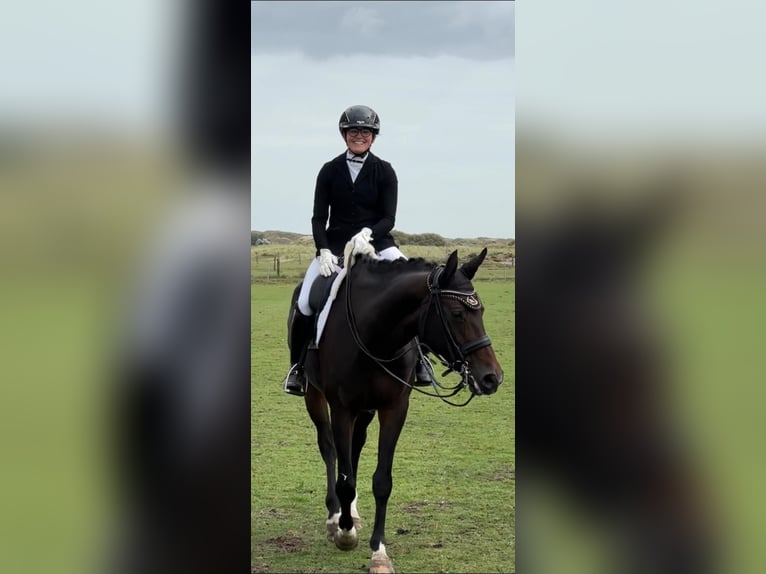 Rheinländer Stute 14 Jahre 170 cm Dunkelbrauner in Krefeld