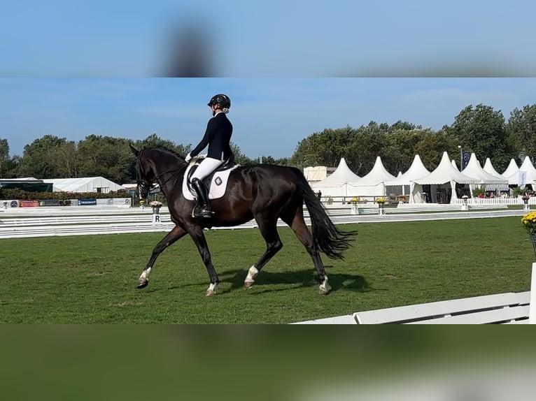 Rheinländer Stute 14 Jahre 170 cm Dunkelbrauner in Krefeld