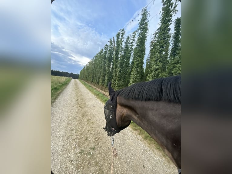 Rheinländer Stute 14 Jahre 170 cm in Kirchdorf an der Amper