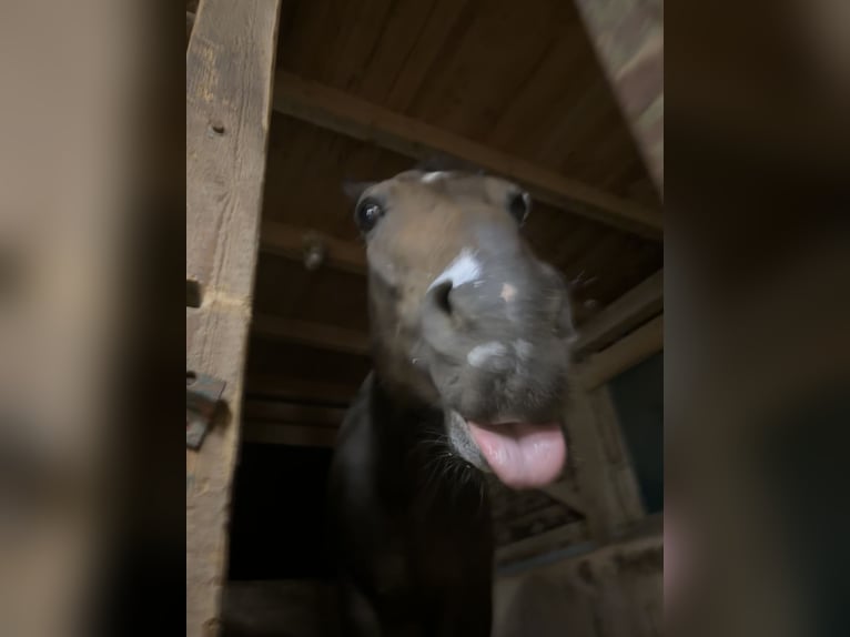 Rheinländer Stute 14 Jahre 170 cm in Kirchdorf an der Amper