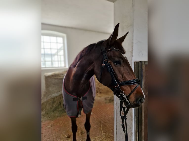 Rheinländer Stute 14 Jahre 172 cm Brauner in Berlin