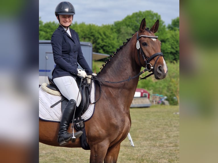 Rheinländer Stute 14 Jahre 172 cm Brauner in Berlin