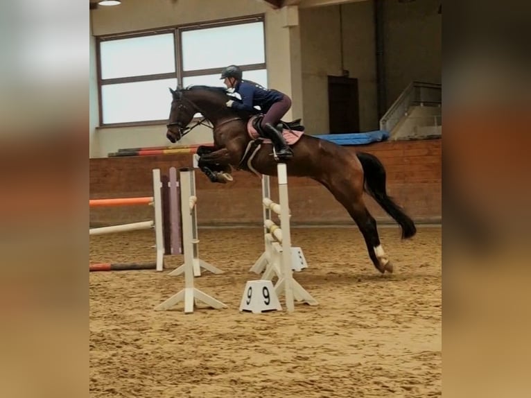 Rheinländer Stute 14 Jahre 172 cm Brauner in Berlin