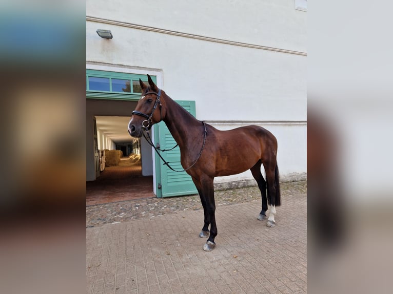 Rheinländer Stute 14 Jahre 172 cm Brauner in Berlin