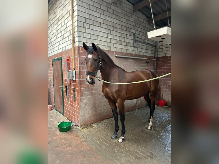 Rheinländer Stute 14 Jahre 172 cm Brauner in Berlin