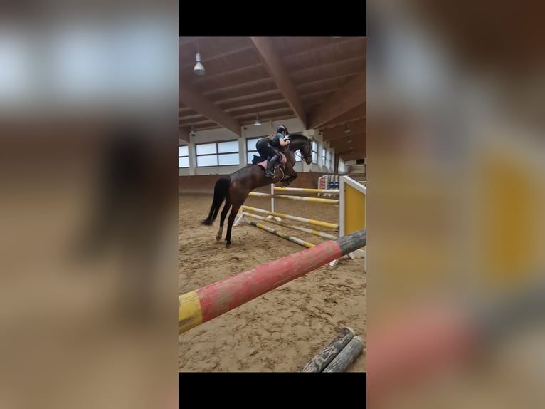 Rheinländer Stute 14 Jahre 172 cm Brauner in Berlin