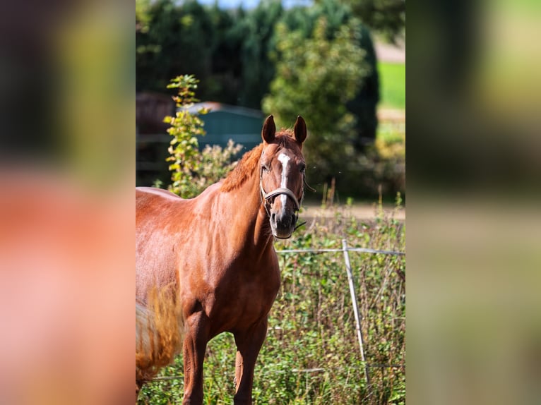 Rheinländer Stute 14 Jahre 172 cm Dunkelfuchs in Kamp-Lintfort