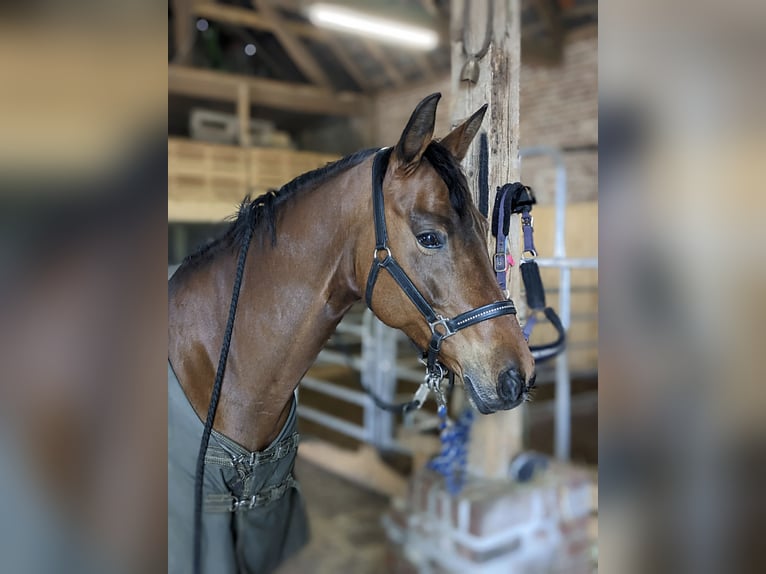 Rheinländer Stute 15 Jahre 160 cm Brauner in Rheinberg