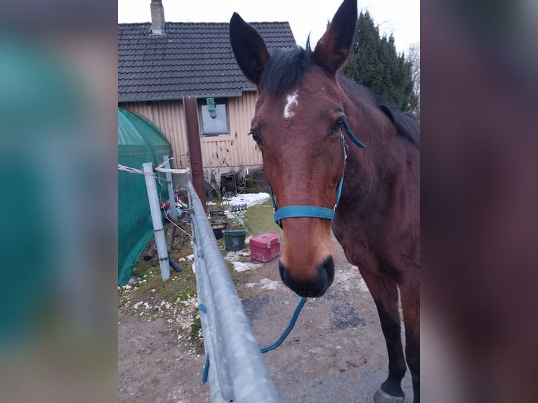 Rheinländer Stute 15 Jahre 168 cm  in Nellingen