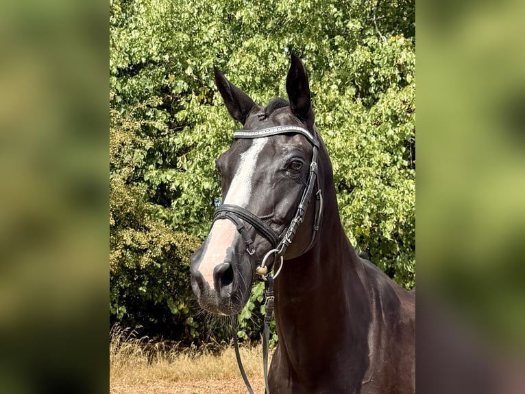 Rheinländer Stute 15 Jahre 168 cm Rappe in Rees