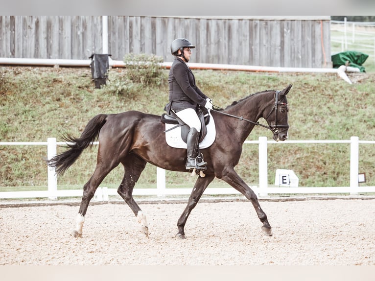 Rheinländer Stute 15 Jahre 176 cm Schwarzbrauner in Pellingen