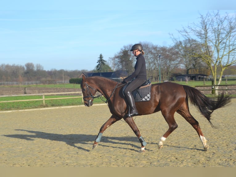 Rheinländer Stute 15 Jahre Dunkelfuchs in Kempen