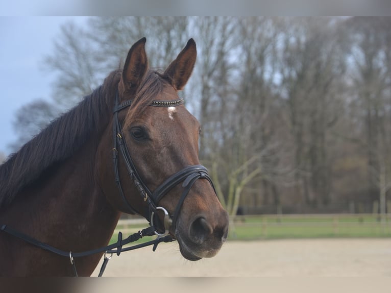 Rheinländer Stute 15 Jahre Dunkelfuchs in Kempen