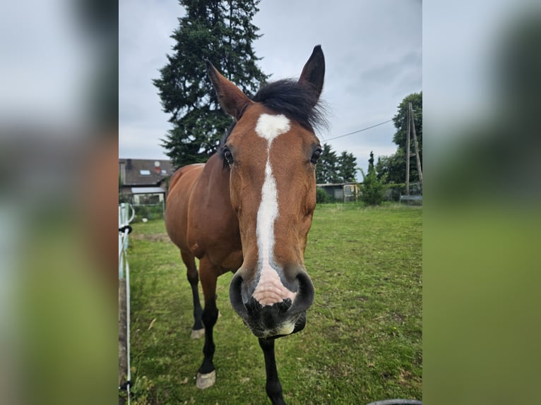 Rheinländer Stute 16 Jahre 165 cm Fuchs in Kerken