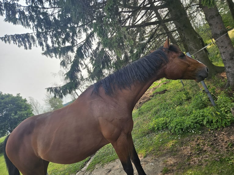 Rheinländer Stute 16 Jahre 165 cm Fuchs in Kerken