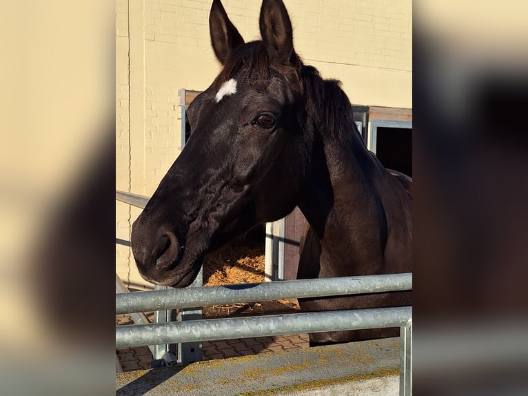 Rheinländer Stute 16 Jahre 165 cm Rappe in Disternich