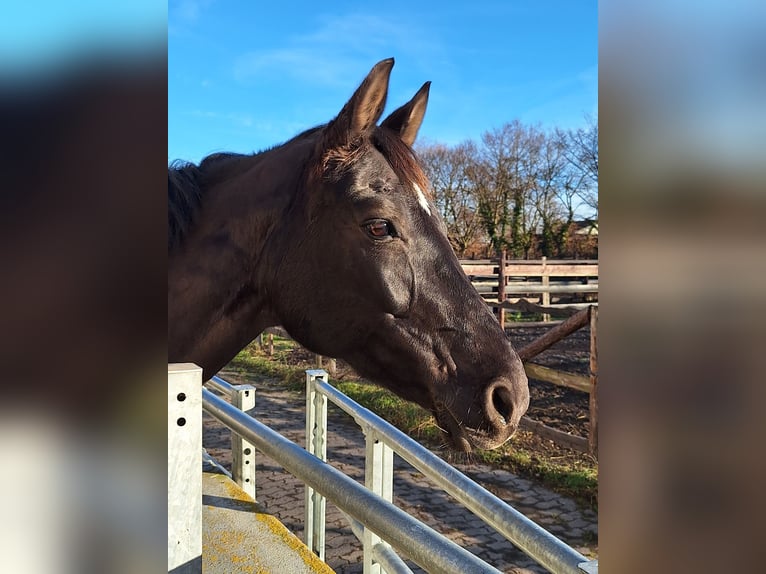Rheinländer Stute 16 Jahre 165 cm Rappe in Disternich