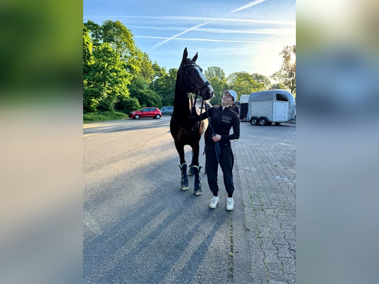 Rheinländer Stute 16 Jahre 165 cm Schwarzbrauner in Korschenbroich