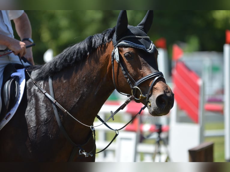 Rheinländer Stute 16 Jahre 167 cm Brauner in Bamberg