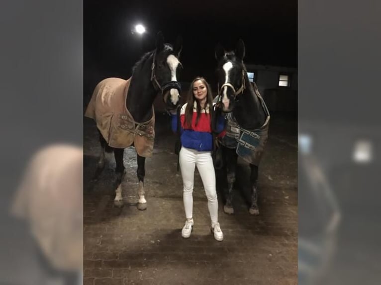 Rheinländer Stute 16 Jahre 168 cm Dunkelbrauner in Zweibrücken