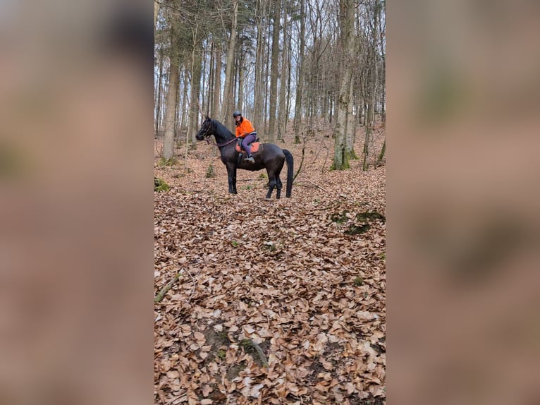 Rheinländer Stute 16 Jahre 169 cm Rappe in Üxheim