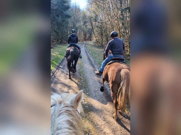 Rheinländer Stute 16 Jahre 169 cm Rappe in Üxheim