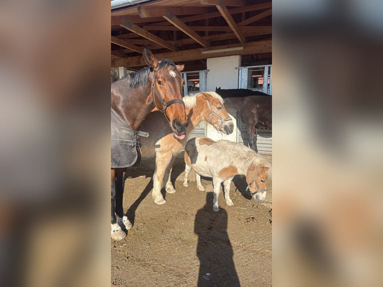 Rheinländer Stute 16 Jahre 170 cm Brauner in Aying