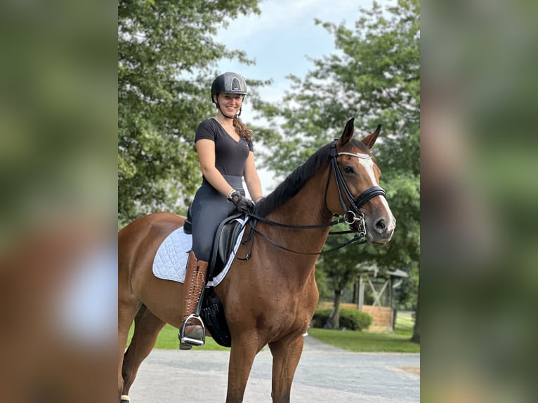 Rheinländer Stute 16 Jahre 171 cm Brauner in Krefeld