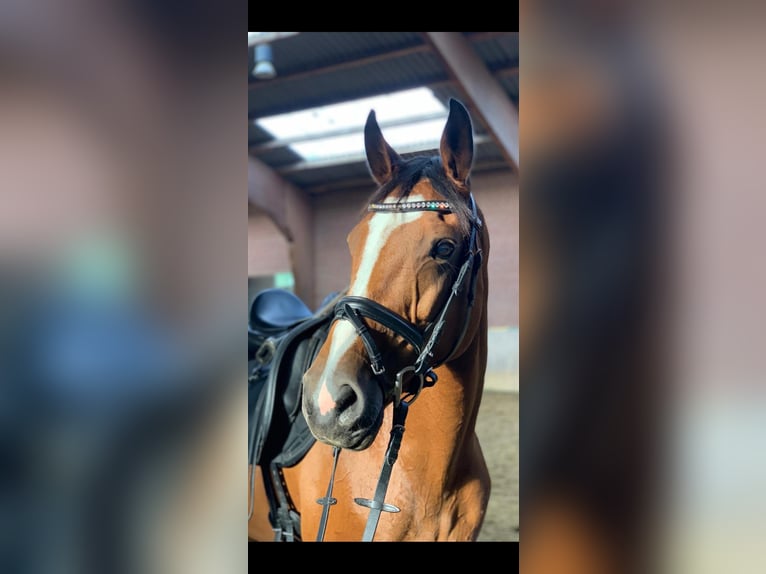 Rheinländer Stute 16 Jahre 171 cm Brauner in Krefeld