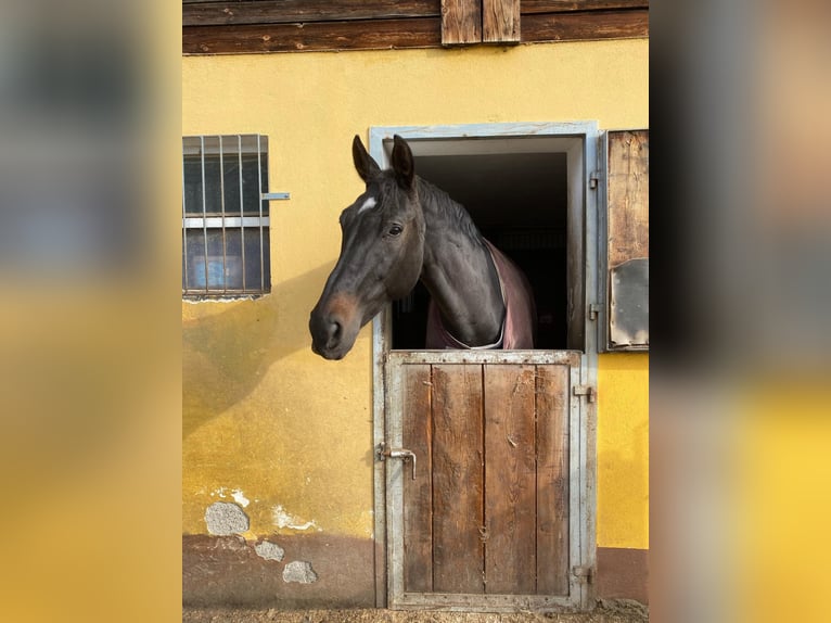 Rheinländer Stute 16 Jahre 180 cm Rappe in Eppenstein