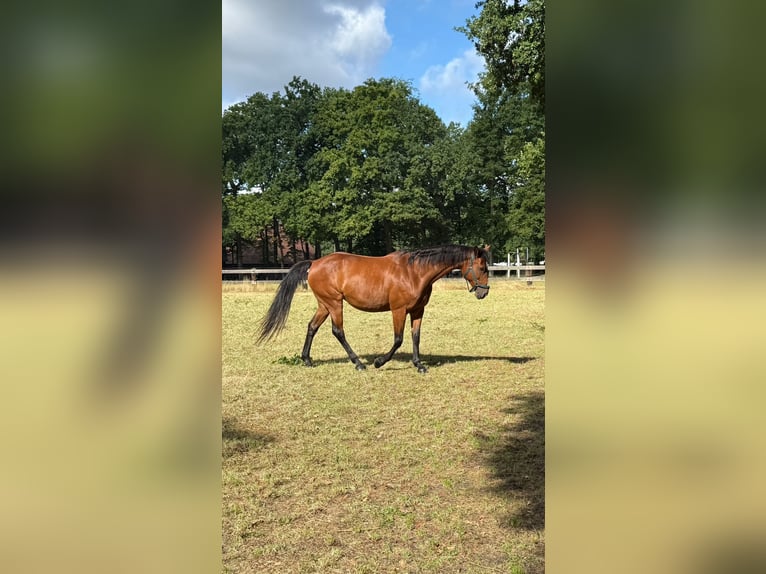 Rheinländer Stute 17 Jahre 165 cm Brauner in Waltrop