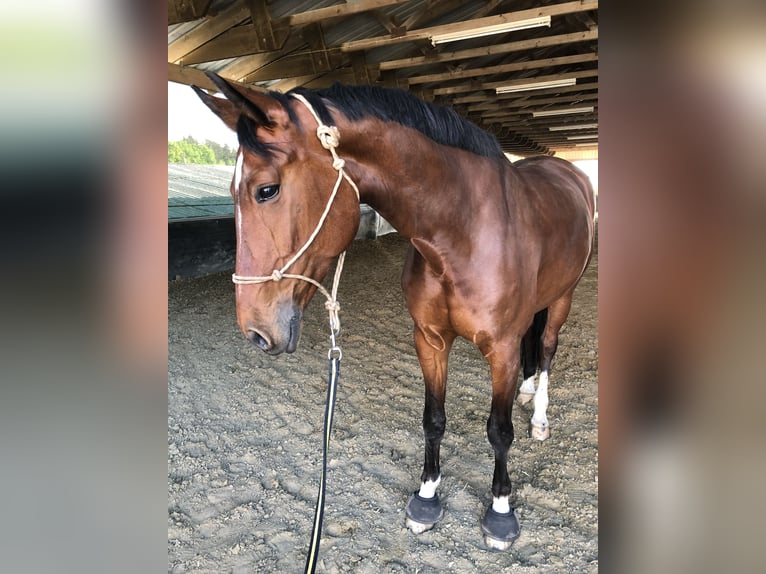 Rheinländer Stute 17 Jahre 172 cm Brauner in Issum