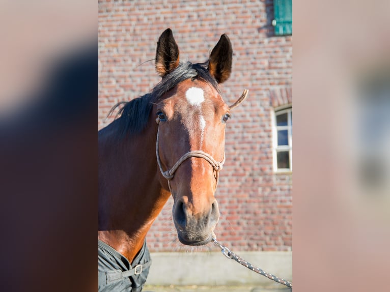 Rheinländer Stute 17 Jahre 172 cm in Issum