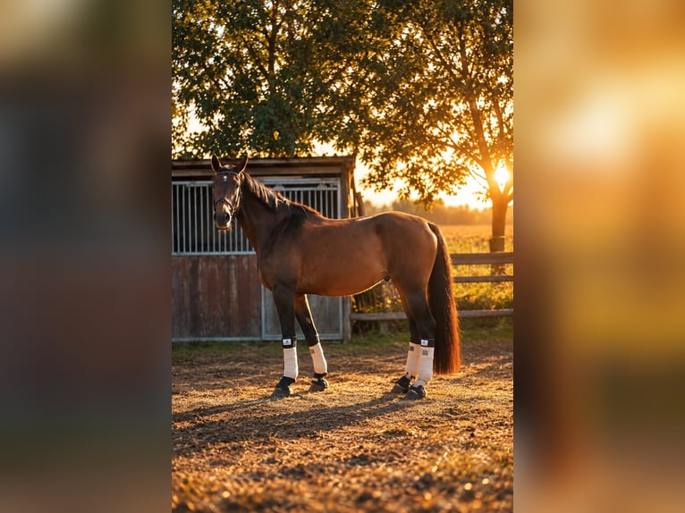 Rheinländer Stute 17 Jahre 180 cm Brauner in Oberhausen