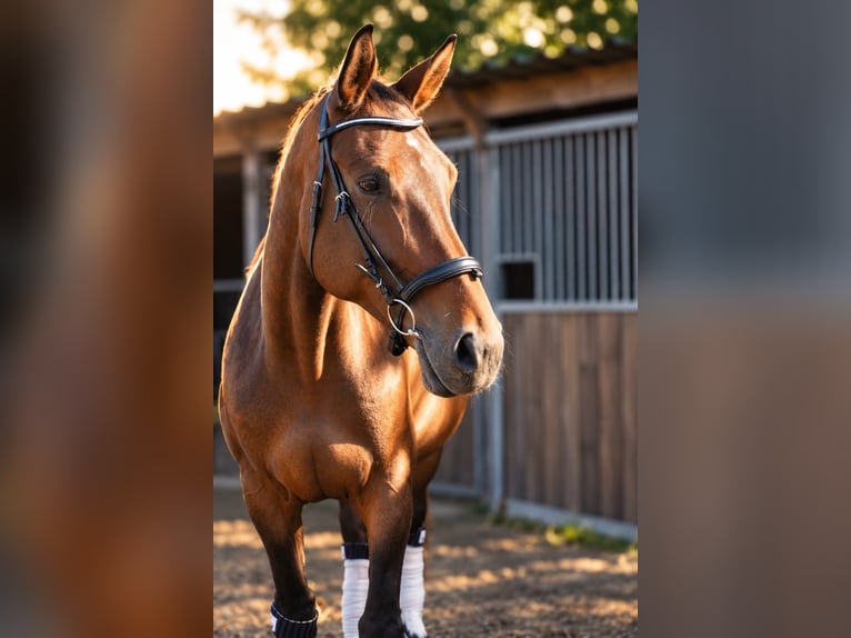 Rheinländer Stute 17 Jahre 180 cm Brauner in Oberhausen