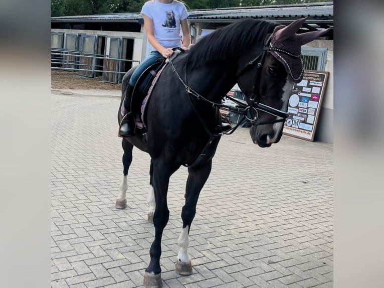Rheinländer Stute 18 Jahre 160 cm Dunkelbrauner in Pulheim