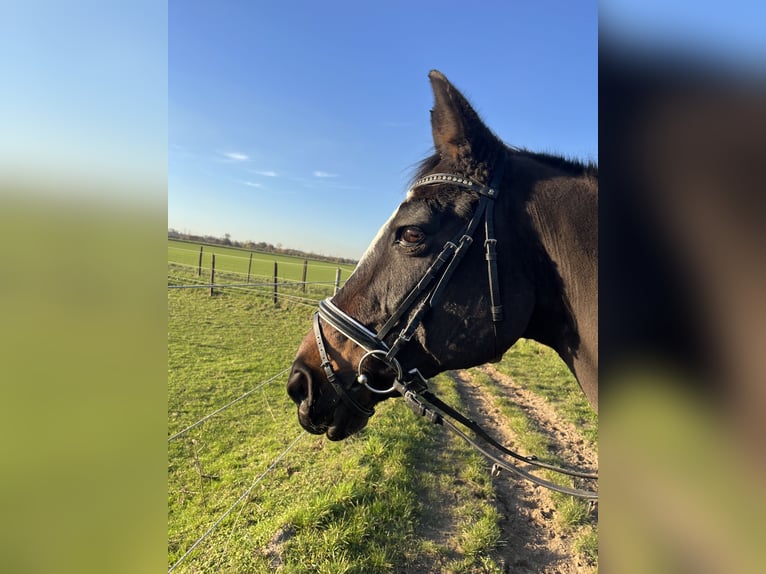 Rheinländer Stute 18 Jahre 160 cm Dunkelbrauner in Pulheim