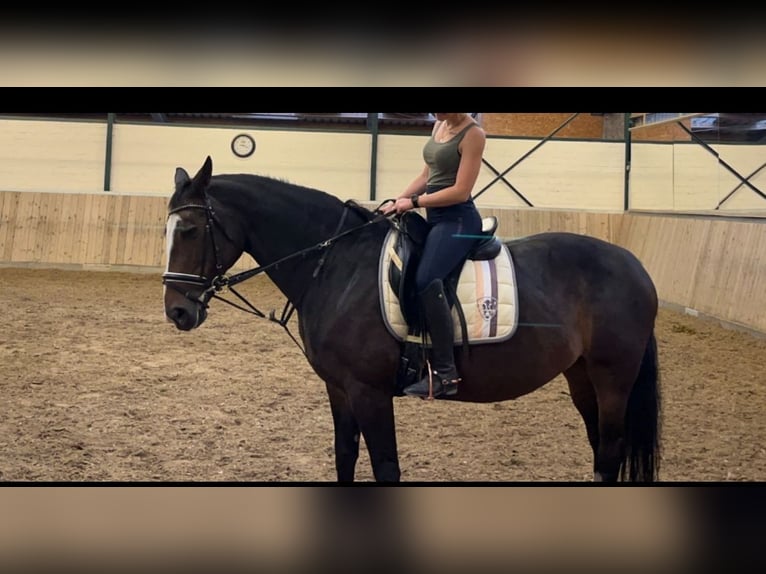 Rheinländer Stute 18 Jahre 160 cm Dunkelbrauner in Pulheim